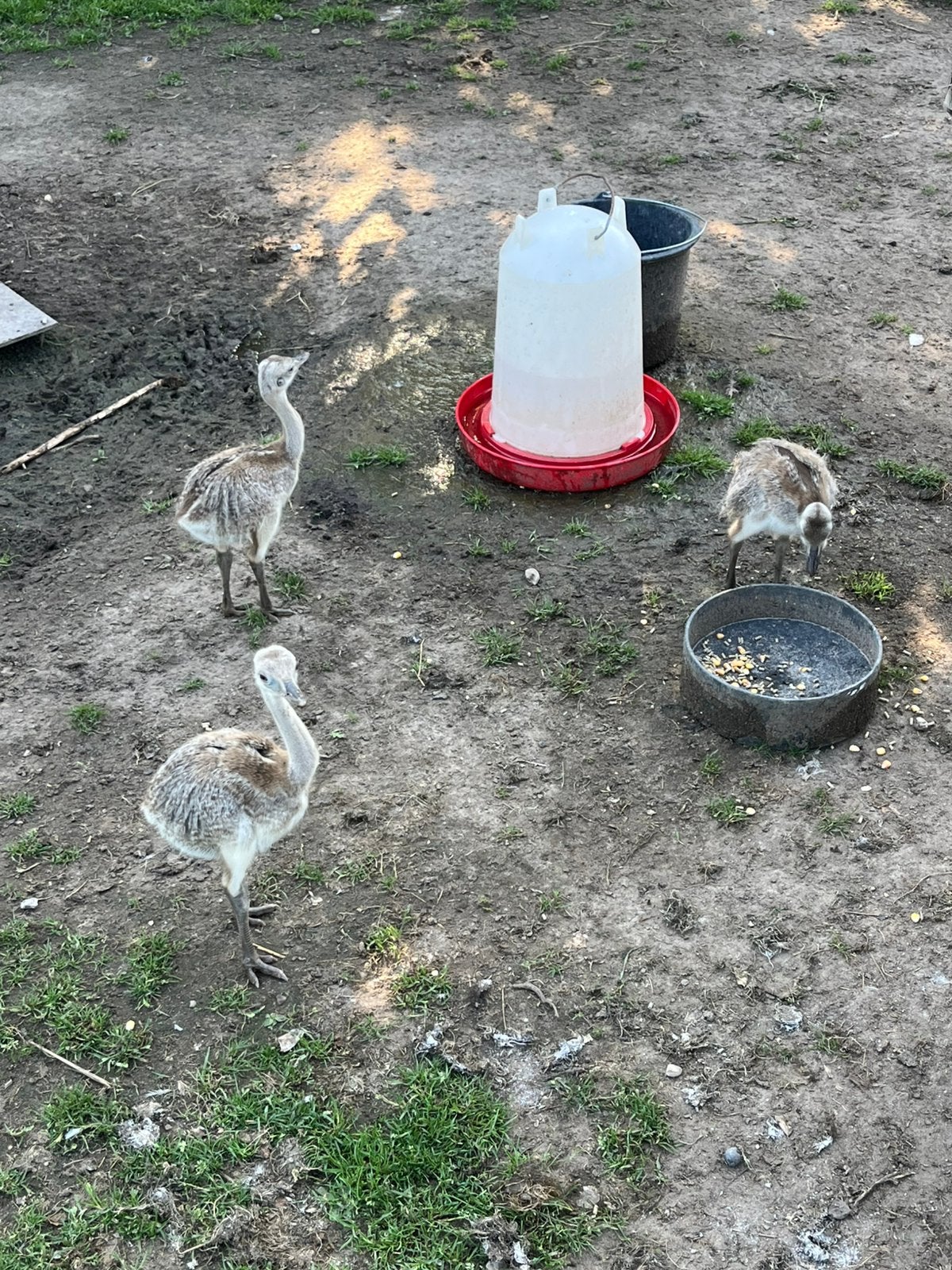 Nandoe kuikens (grijs), Meerdere dieren, Overige soorten