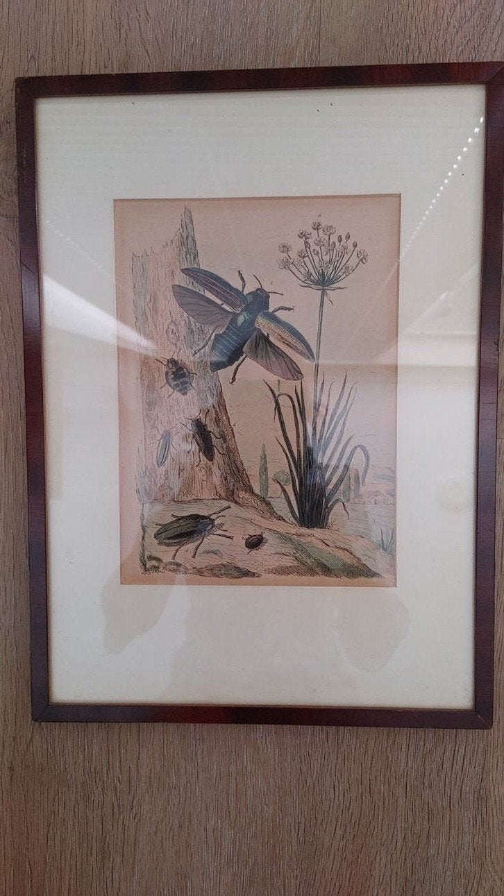 Antieke handgekleurde ets van kevers en planten, 1800 - 1899, Ets, Ophalen of Verzenden, Flora en Fauna