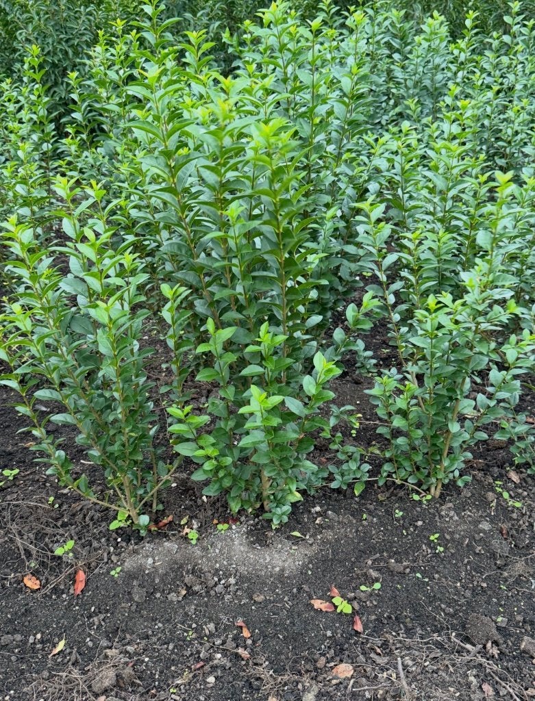 Ligustrum groenblijvende liguster ovalifolium, Ophalen of Verzenden, Liguster, Haag, Minder dan 100 cm