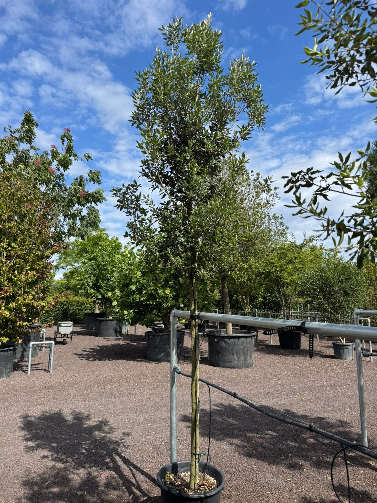 Quercus ilex boomvorm ( steeneik), Tuin en Terras, Ophalen, Bloeit niet, Volle zon, Overige soorten