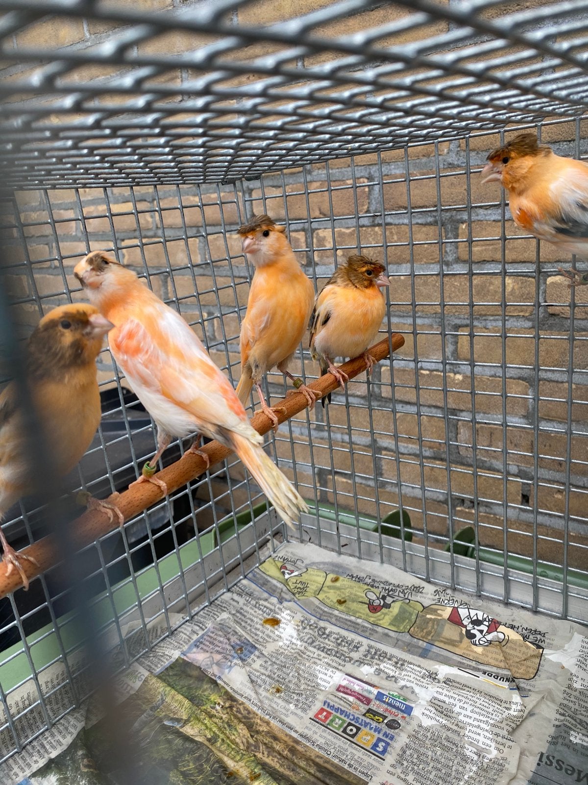 Kanaries harlekijn, Dieren en Toebehoren, Vogels | Kanaries, Meerdere dieren, Kleurkanarie
