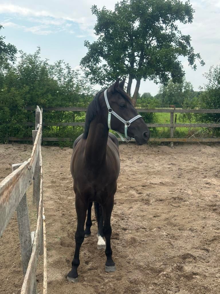 Aanhankelijke gevoelige PROK merrie te koop., Dieren en Toebehoren, Paarden, Merrie, Met stamboom, Niet van toepassing, Dressuurpaard