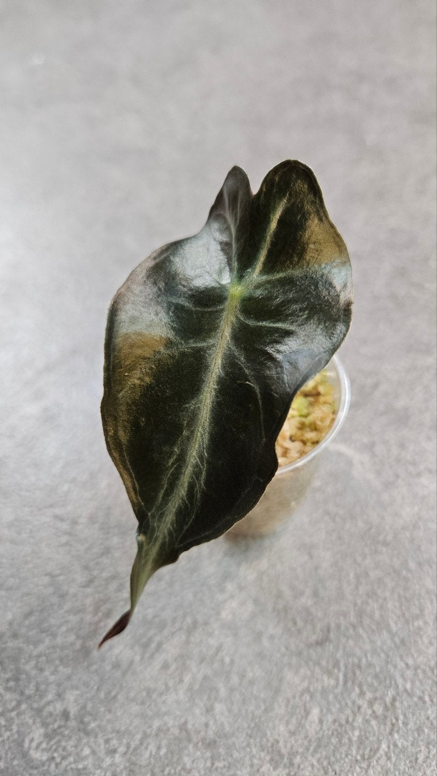 Alocasia Venom, Ophalen of Verzenden