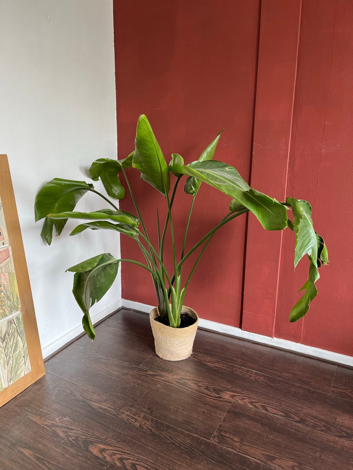 Strelitzia Nicolai 115cm hoog, inclusief pot, Huis en Inrichting, Kamerplanten, Ophalen, 100 tot 150 cm, Overige soorten, In pot