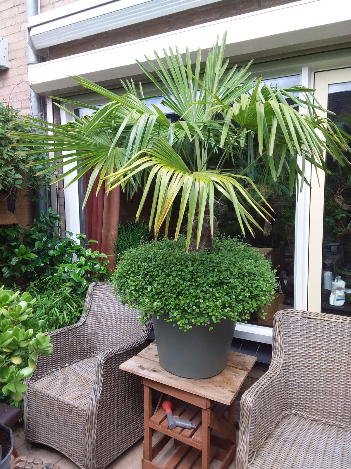 Winterharde Trachycarpus Fortunei in pot, Tuin en Terras, Volle zon, Vaste plant, Bloeit niet, Ophalen
