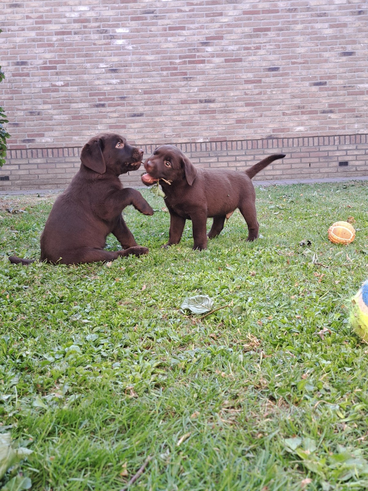 Labrador pups met stamboom bruin, 8 tot 15 weken, Labrador retriever, Parvo, Meerdere