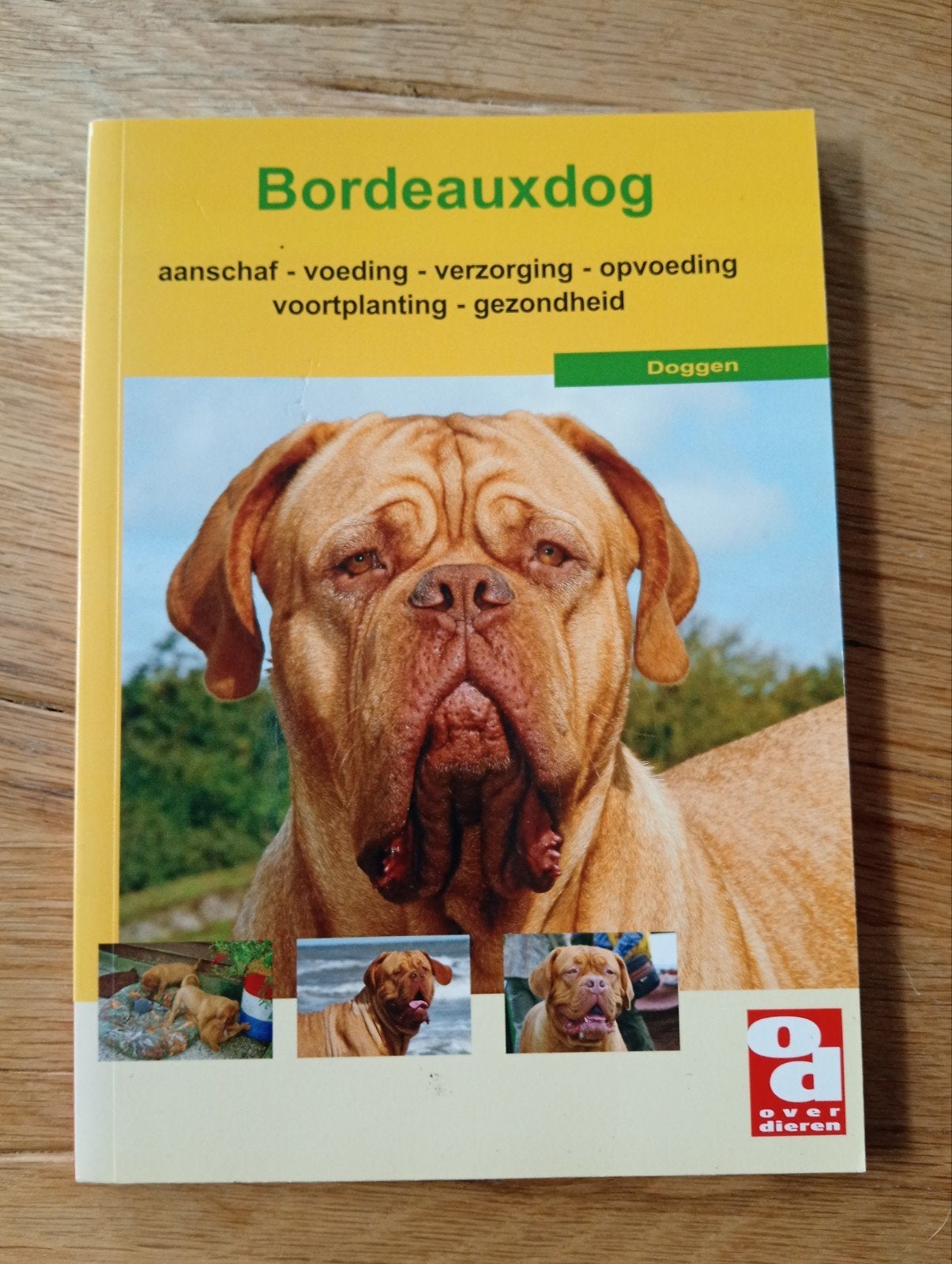 Bordeauxdog: Aanschaf, Voeding, Verzorging, Opvoeding, Ophalen of Verzenden