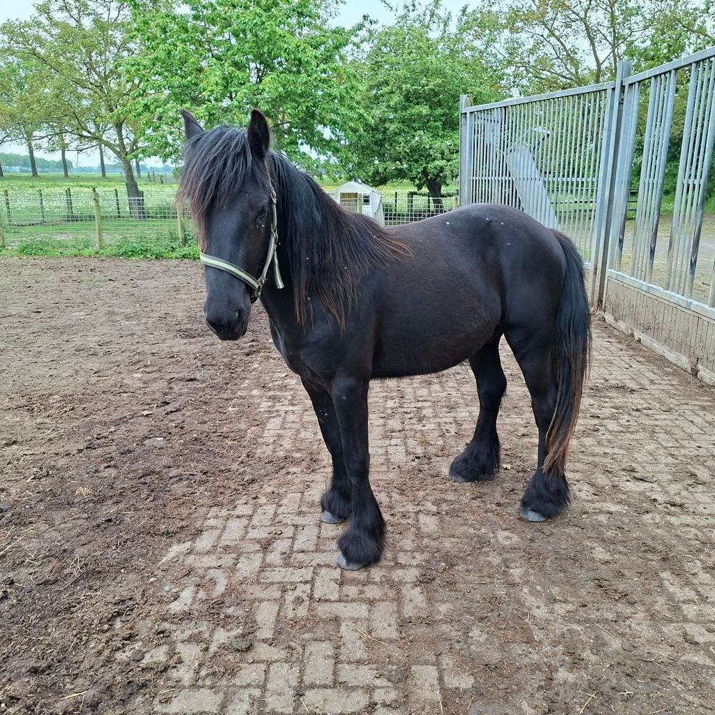 Fell pony's, Dieren en Toebehoren, Hengst