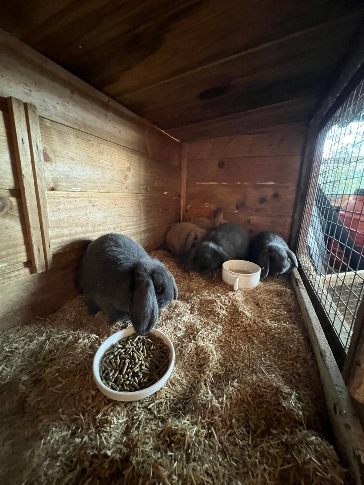 4 jonge nederlandse hangoor dwergen, Dieren en Toebehoren, Konijnen, Meerdere dieren, Dwerg, Hangoor