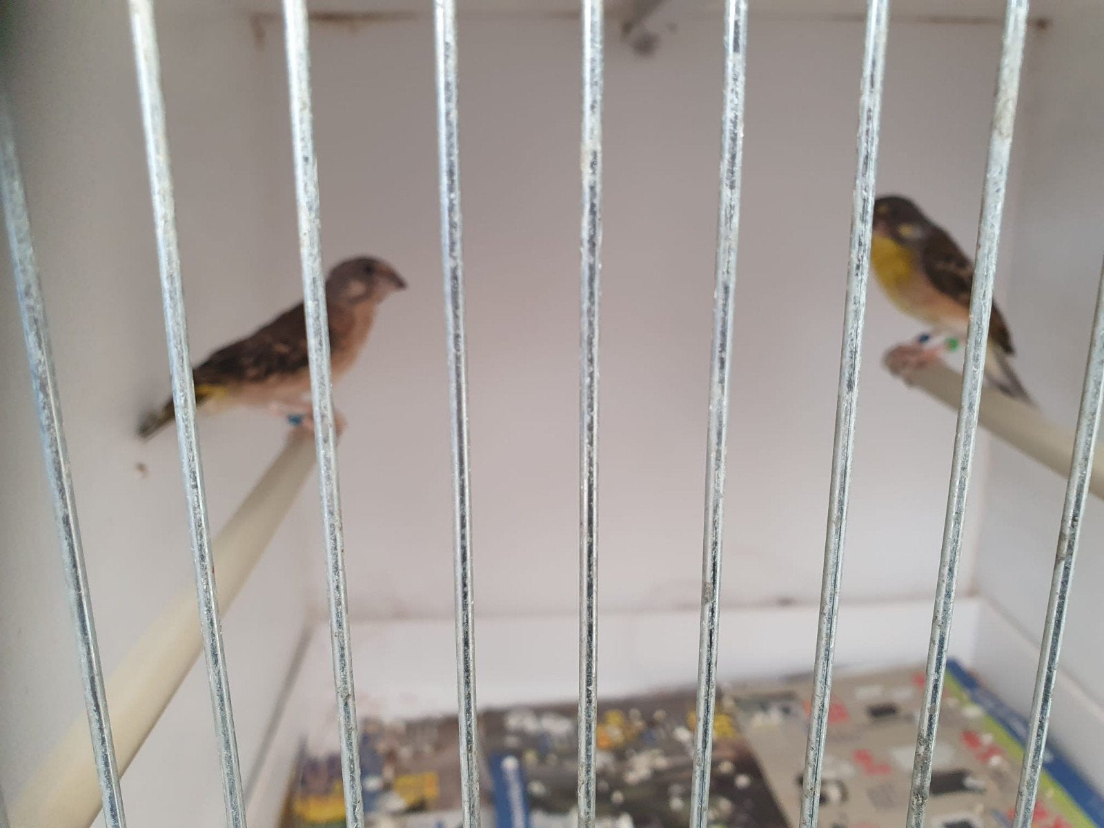 Edelzangers, Meerdere dieren, Tropenvogel, Geringd
