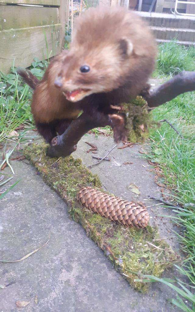 Taxidermie,opgezette bunzing op natuurlijke bossetting, Ophalen of Verzenden, Gebruikt, Wild dier, Opgezet dier