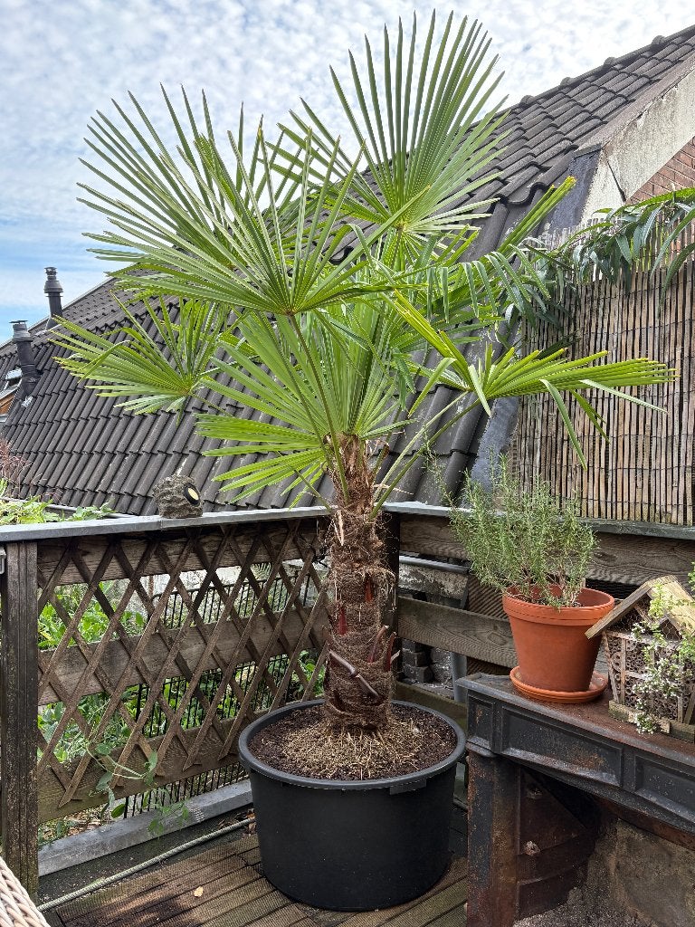 Trachycarpus Fortunei (Chinese Waaierpalm), Volle zon, Vaste plant, Bloeit niet, Ophalen