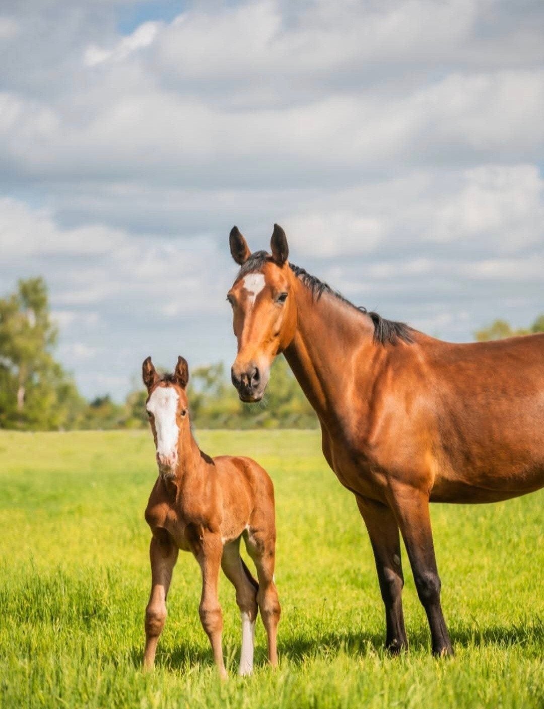 Mooie kwpn merrie 7 jaar te koop, Dieren en Toebehoren, Merrie, Recreatiepaard