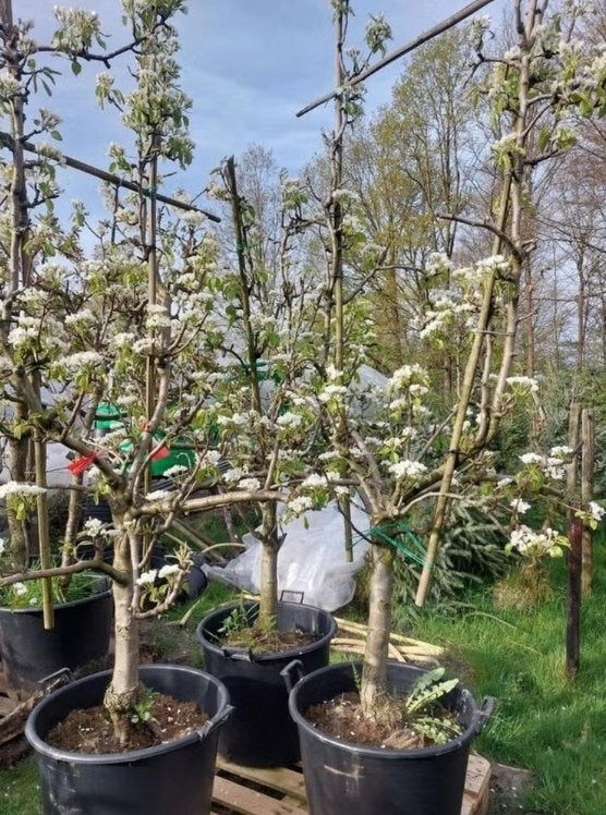 Conference peren v boom, Ophalen, Volle zon, 100 tot 250 cm, Zomer