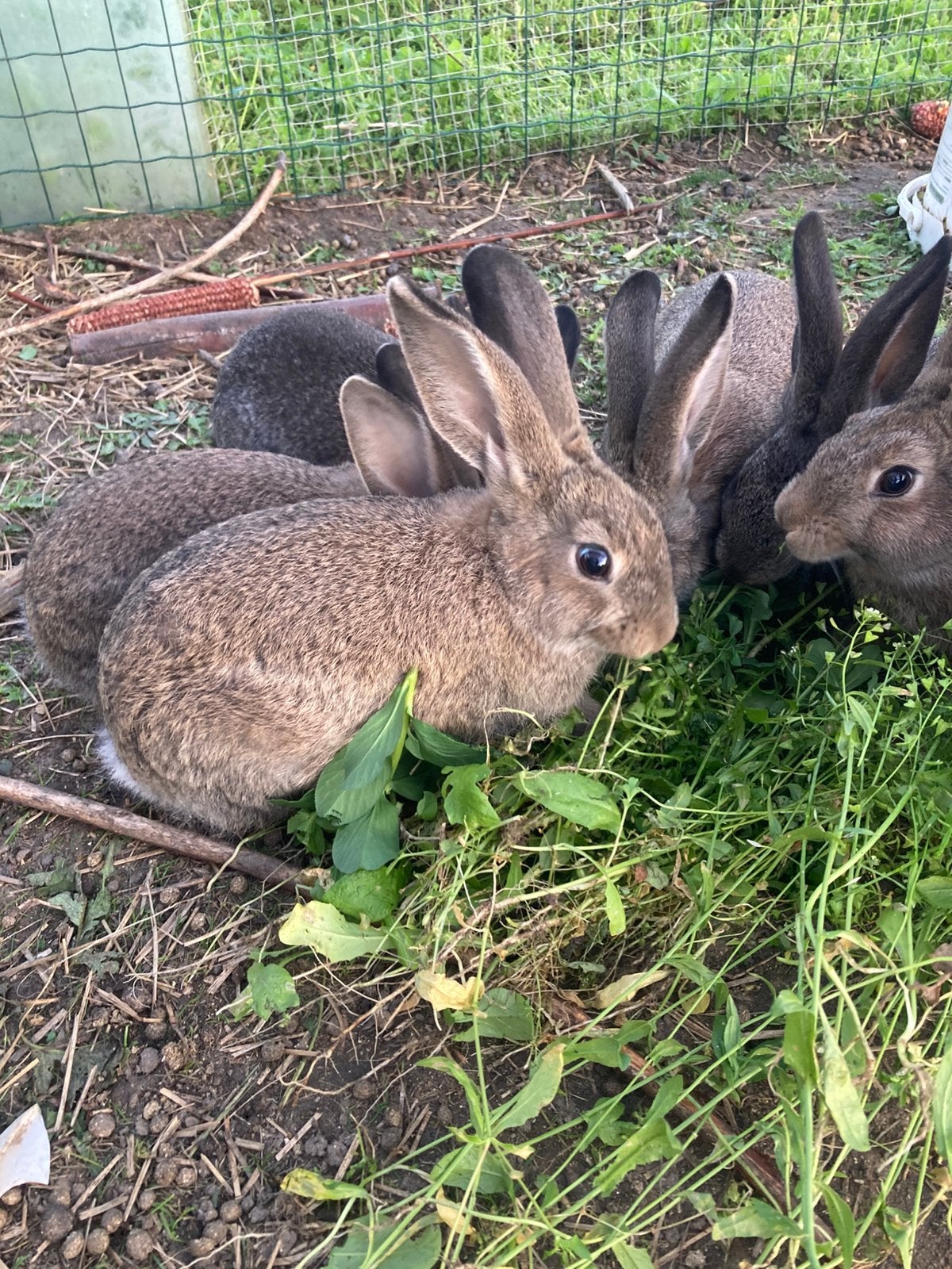 Konijnen, Meerdere dieren
