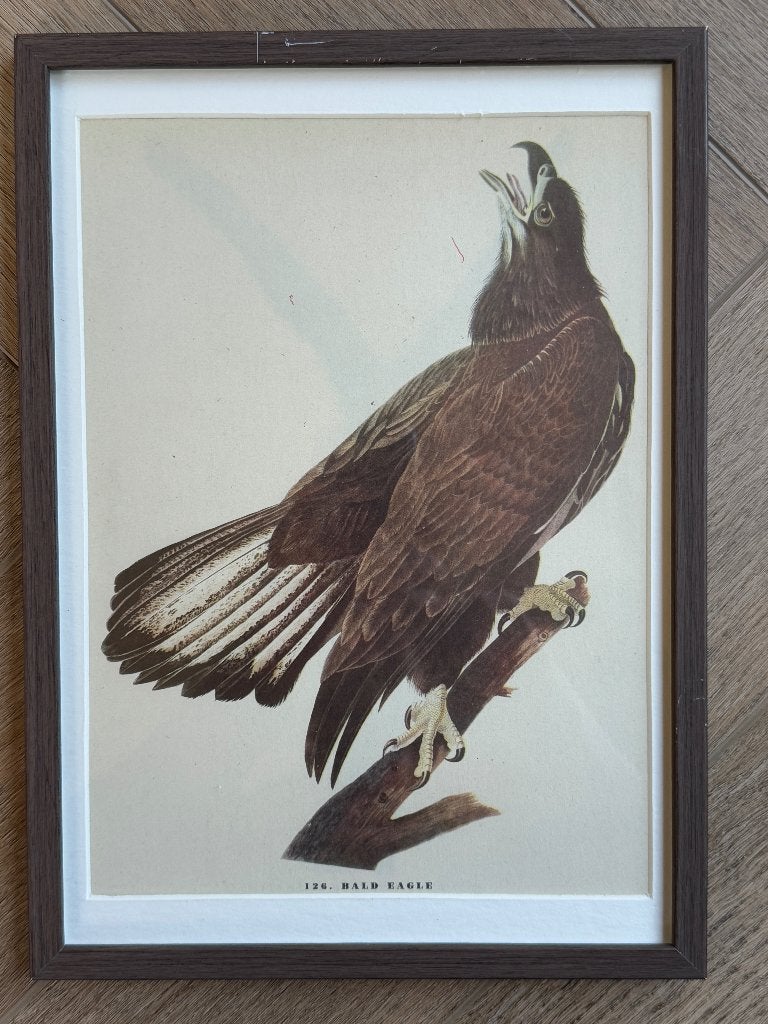1947 GROOT - Zee Arend - Bald eagle - P0866-03, Ophalen of Verzenden, Ets, 1900 - 1949