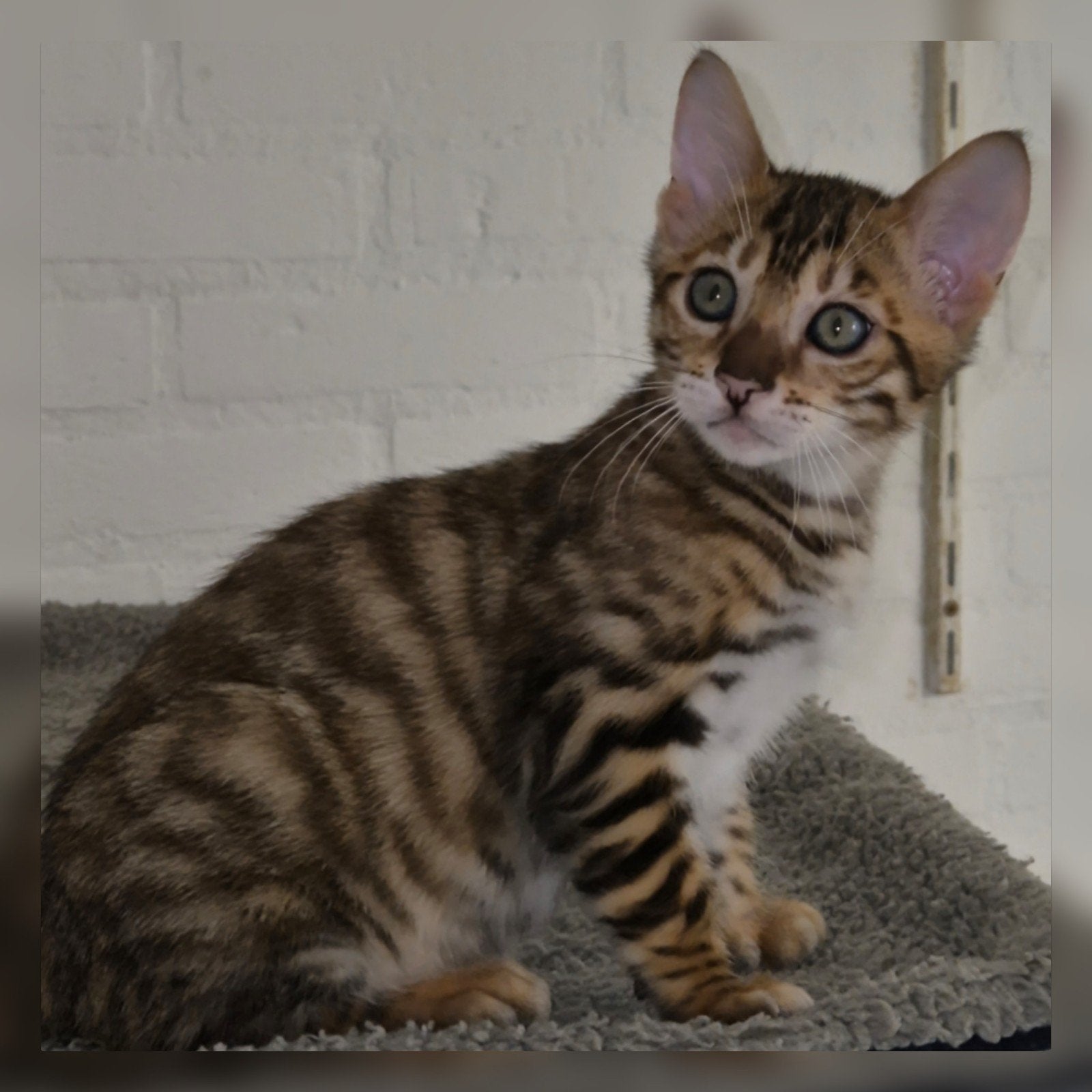 Toyger cattery Mostert., Met stamboom