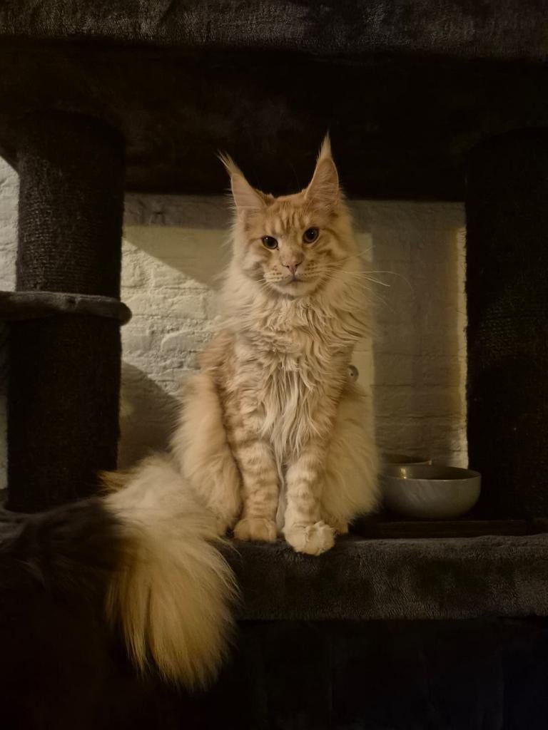 Prachtige Maine Coon dekkater beschikbaar, getest & ervaren, Kater, Met stamboom