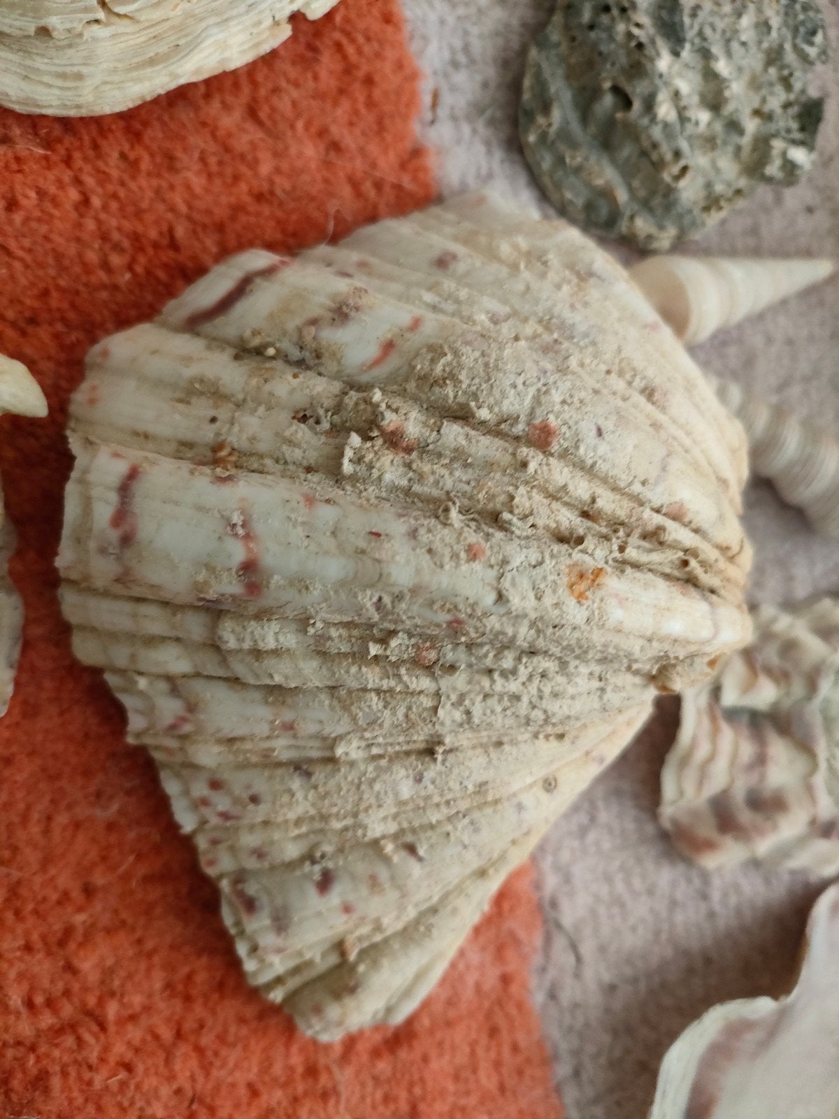 Schelpen. Een tas vol bijzondere schelpen, Ophalen, Schelp(en)
