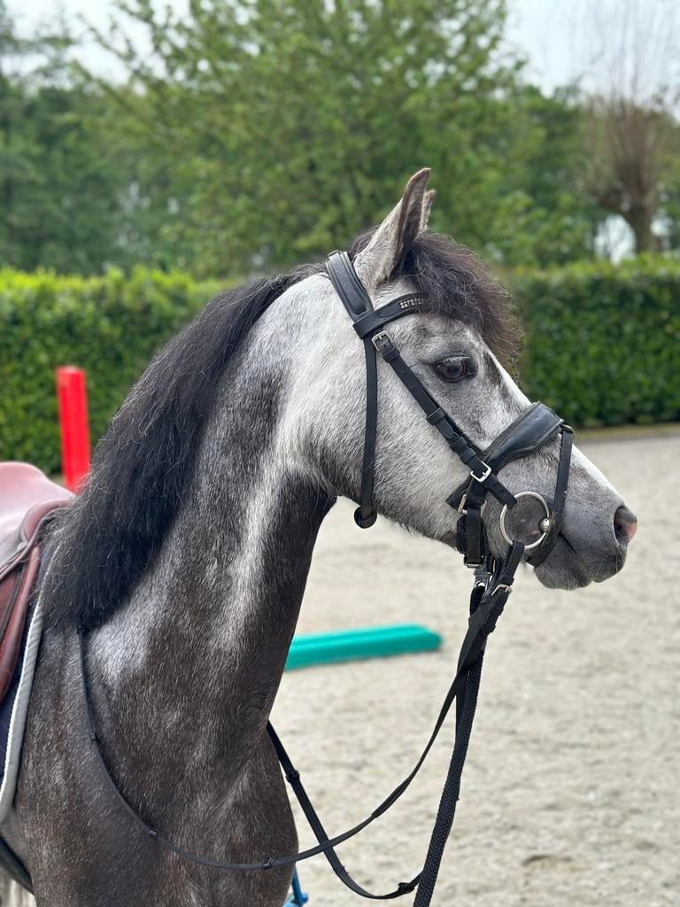 Super leuke 4 jarige welsh C pony, Dieren en Toebehoren, Pony's, Merrie, Zadelmak, 3 tot 6 jaar