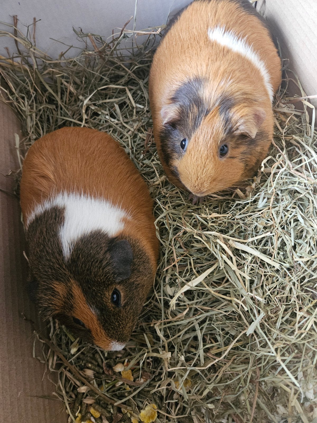 2 cavia zeugjes, Dieren en Toebehoren, Knaagdieren, Cavia, Vrouwelijk, Januari, Tam