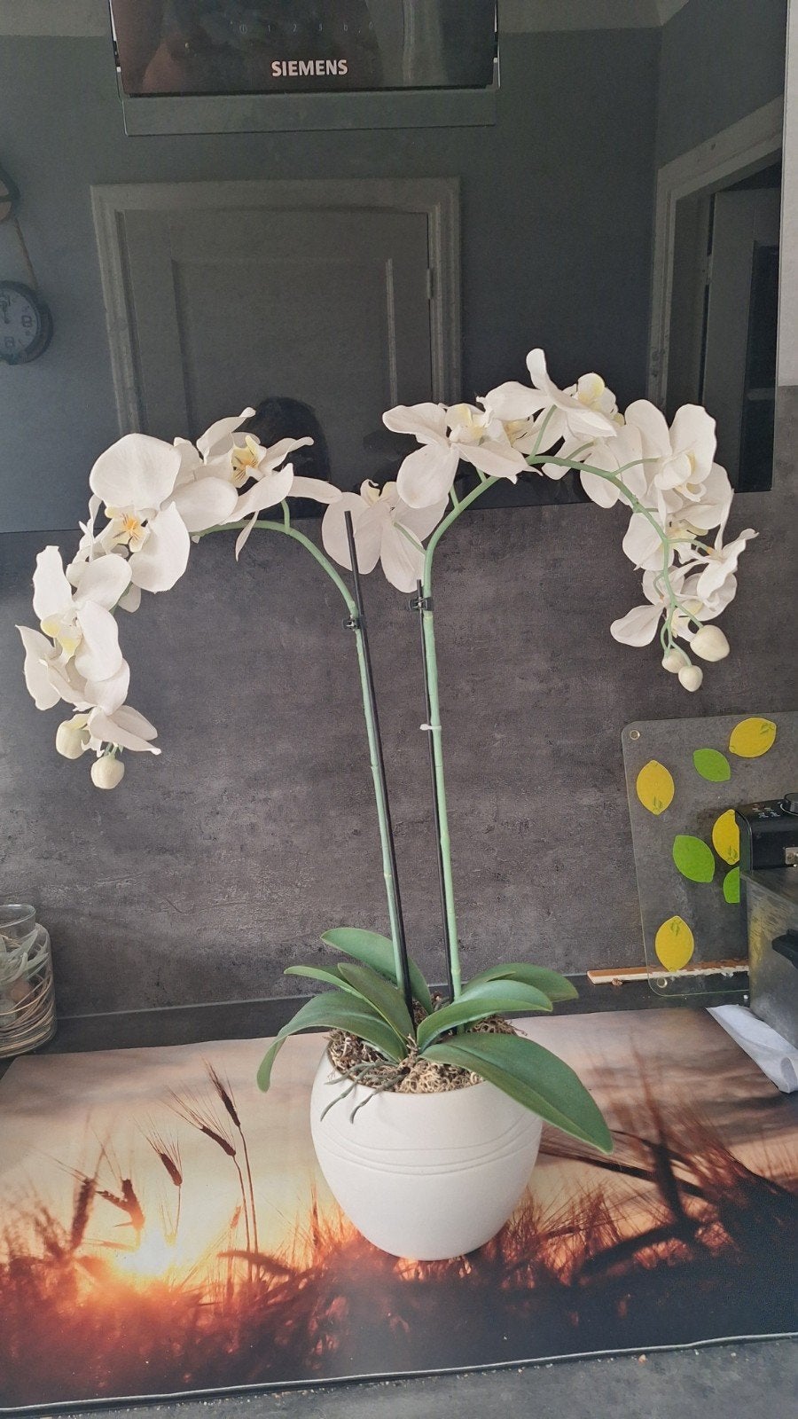 Kunst orchidee, Ophalen
