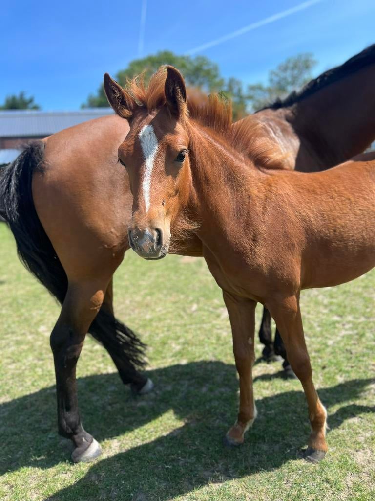 Prachtig  New forest merrie enter (2025), Merrie, 0 tot 2 jaar, Onbeleerd, D pony (1.37m tot 1.48m)