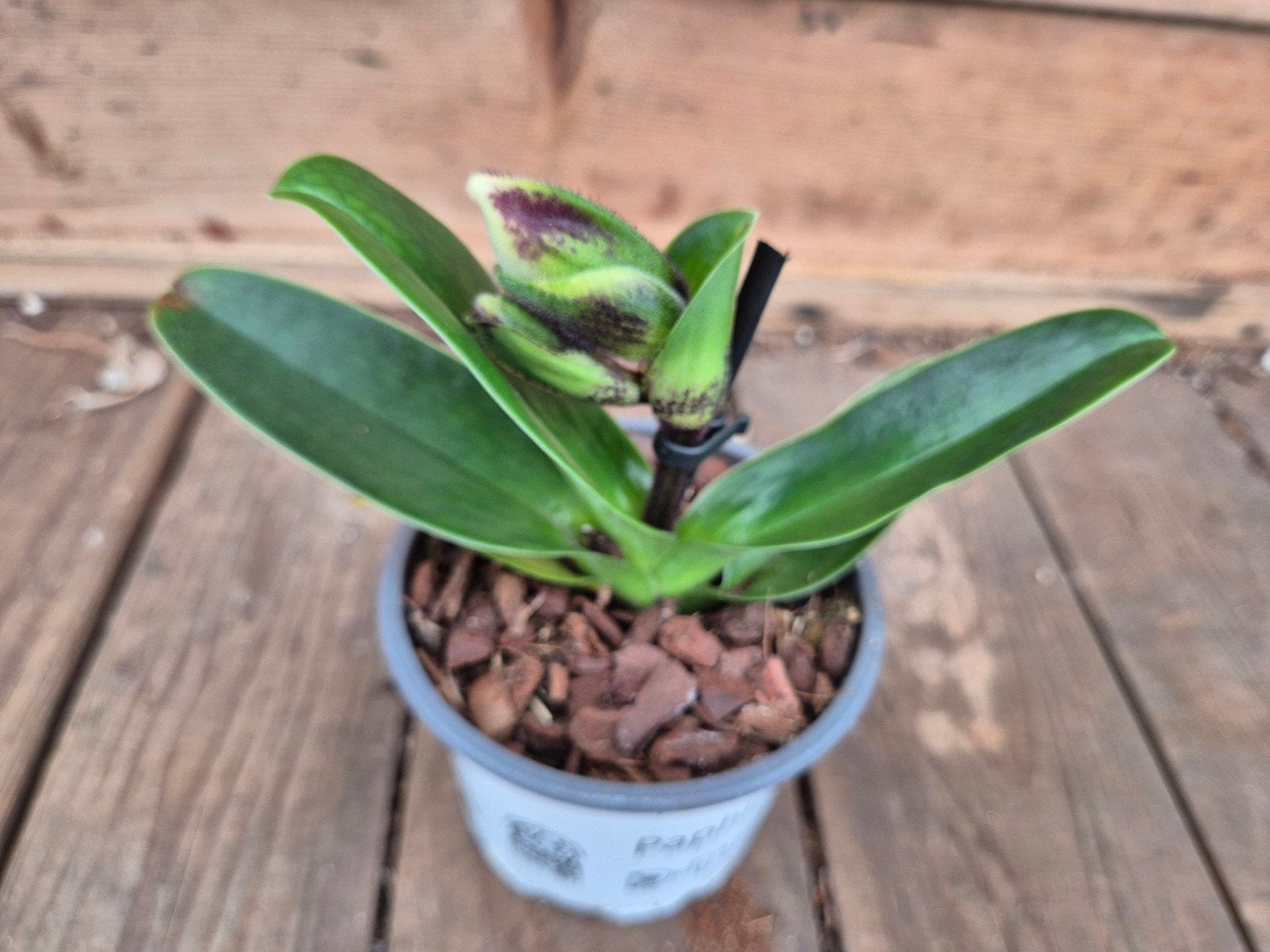 Orchidee Paphiopedilum p9 (F), Ophalen of Verzenden, Halfschaduw, Minder dan 100 cm