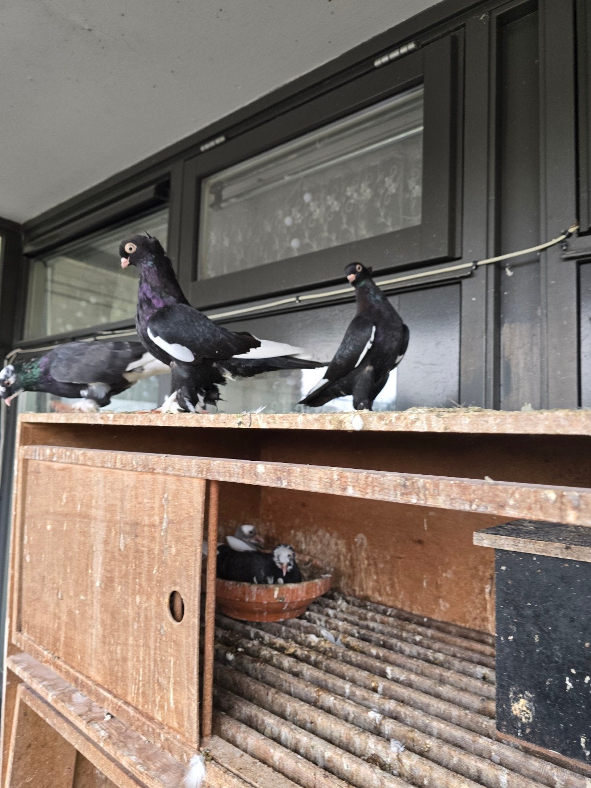 takla, Dieren en Toebehoren, Meerdere dieren
