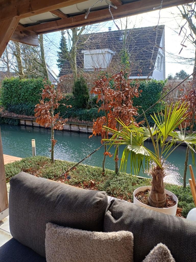 Groene Beuken Boompjes voor Tuin of Erfafscheiding, Ophalen, Bloeit niet, Halfschaduw, Overige soorten