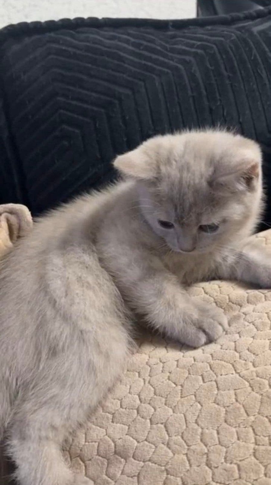 British Shorthai/  Britse korthaar kittens, Poes, Kortharig, 0 tot 2 jaar