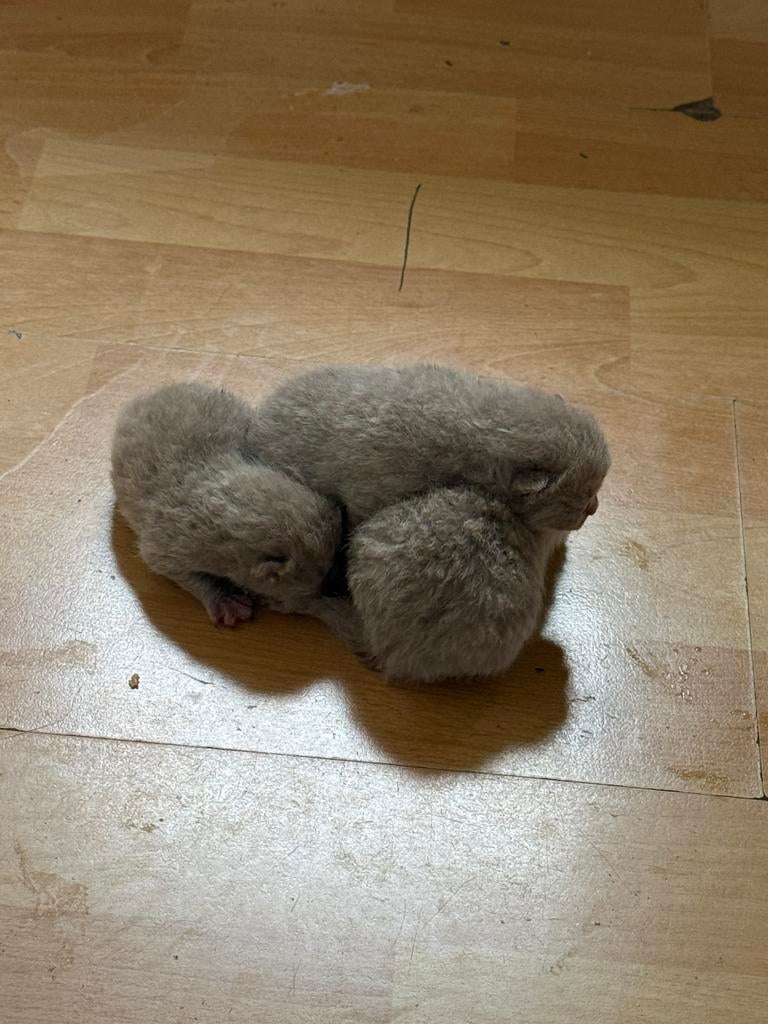Britse korthaar 1 donker grijze en 2 licht beige, Ophalen
