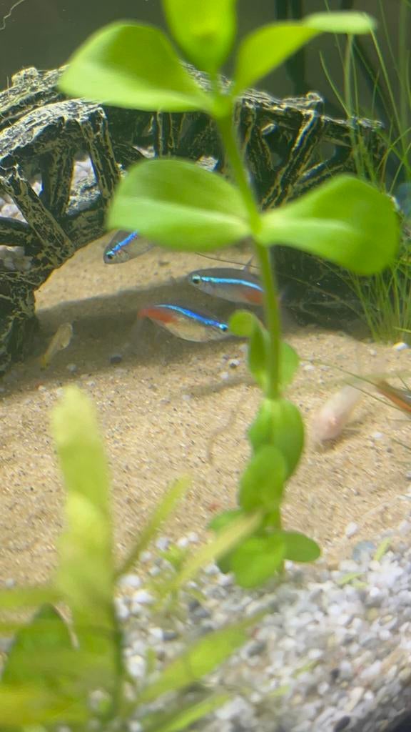 Neontetras, Vis