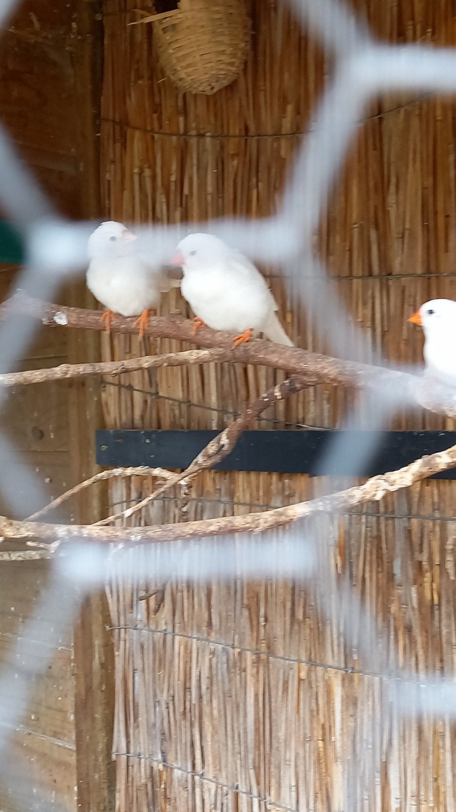 witte zebravinken, Meerdere dieren