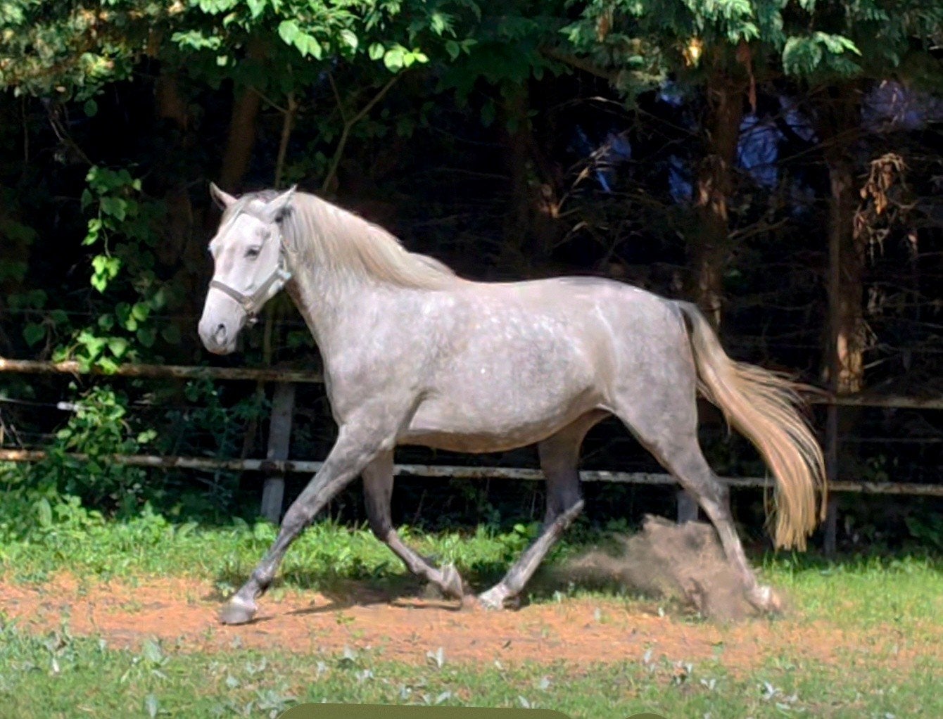 lieve D pony met Lipizzanerbloed, Dieren en Toebehoren, Pony's, Merrie, Niet van toepassing, D pony (1.37m tot 1.48m), 3 tot 6 jaar