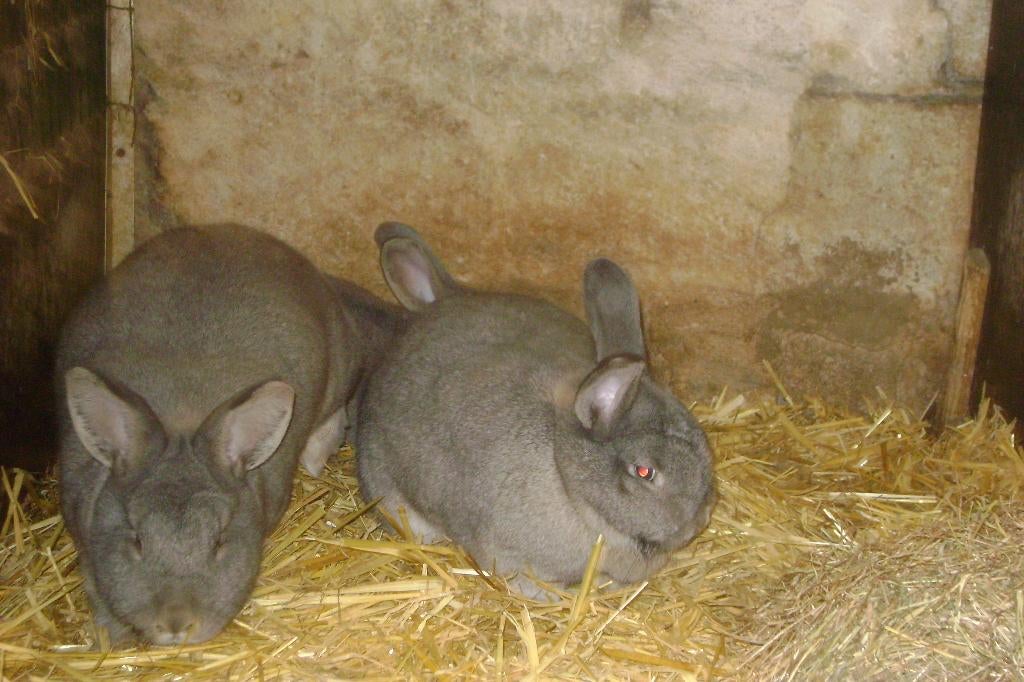 Weners van Tentoonstelling, Dieren en Toebehoren, Konijnen, Meerdere dieren, Middelgroot