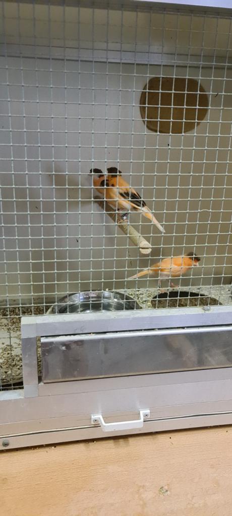 Te koop portugese harlekijn kanaries 7 stuks., Dieren en Toebehoren, Meerdere dieren, Postuurkanarie