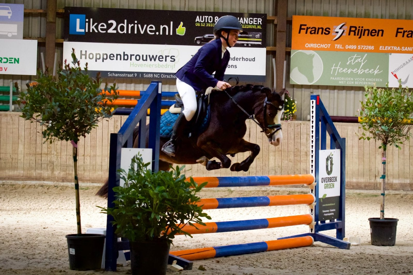 Bloedmooie, zeer getalenteerde sportpony, Dieren en Toebehoren, Merrie, Met stamboom, Springpony, 3 tot 6 jaar