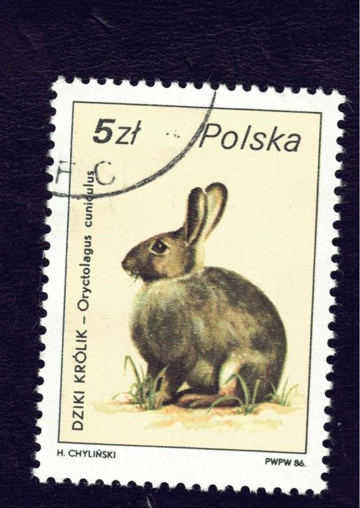 Fauna - Dieren - Konijn - Polska - 5 Zl. - gebr, Ophalen of Verzenden, Gestempeld, Dier of Natuur