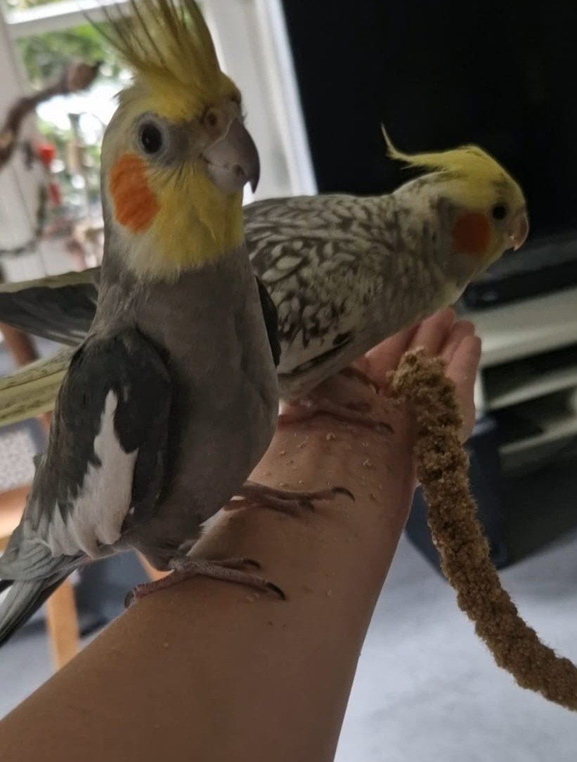 mango, coco ( 2 valkparkieten) monster ( grasparkietje), Meerdere dieren, Parkiet, Tam