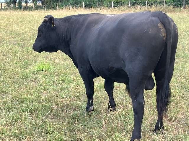 Dekstier stier Wagyu x Angus 2 jaar oud, Dieren en Toebehoren, Runderen, Mannelijk, 0 tot 2 jaar