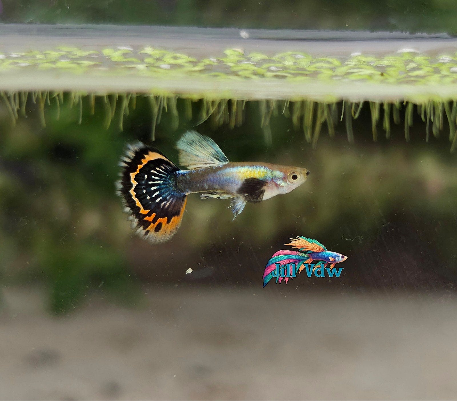 Ivory dumbo ear guppy, Dieren en Toebehoren, Vissen | Aquariumvissen, Vis, Zoetwatervis