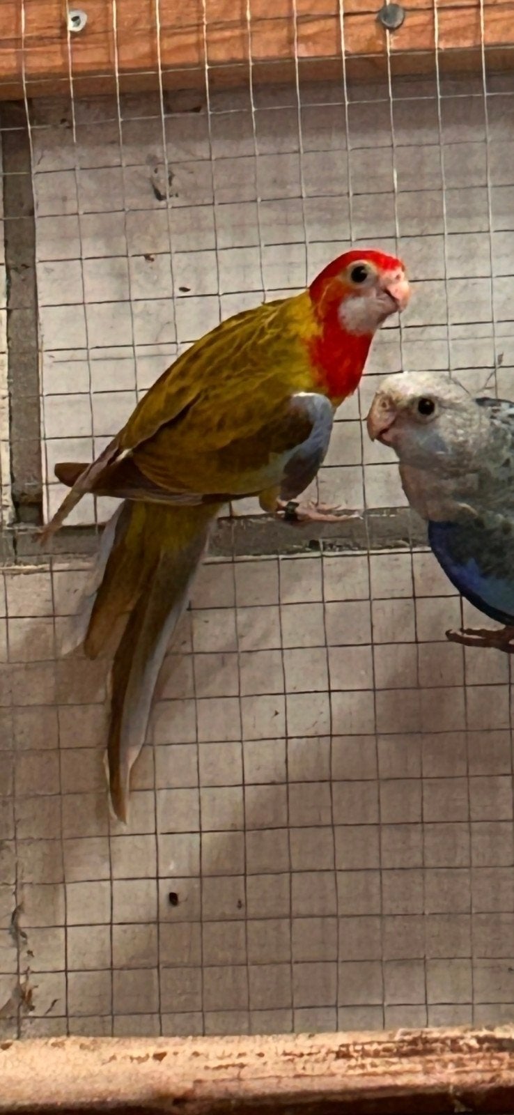 Cinnamon rosella pop 2026, Dieren en Toebehoren, Vogels | Parkieten en Papegaaien, Vrouwelijk, Parkiet, Geringd