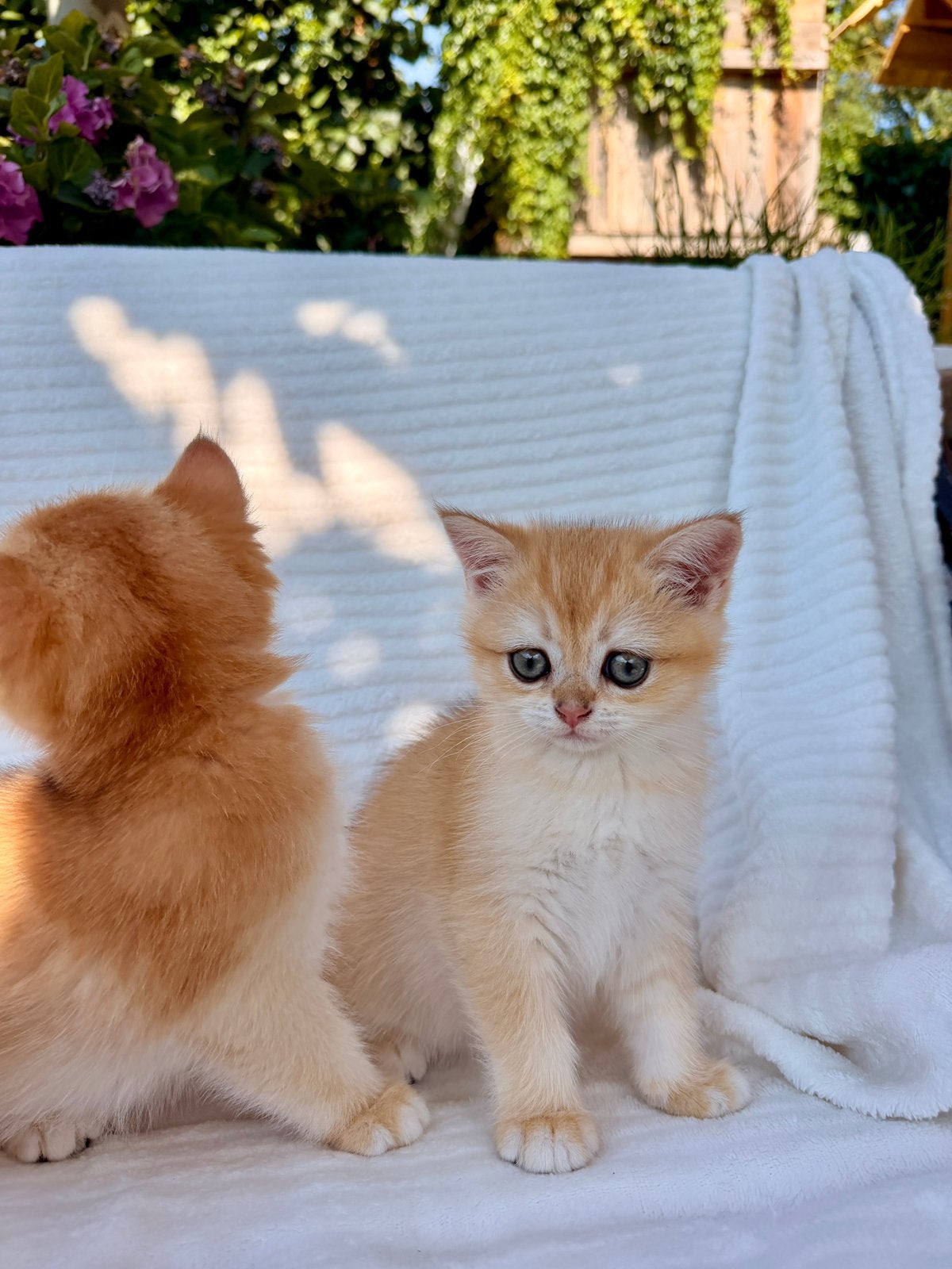 Kittens British shorthair: Golden Shaded cartoon faces, Poes, Gechipt, 0 tot 2 jaar