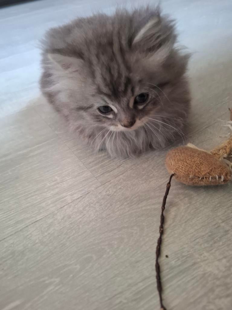 Siberische kittens, Dieren en Toebehoren, Meerdere dieren, Ontwormd