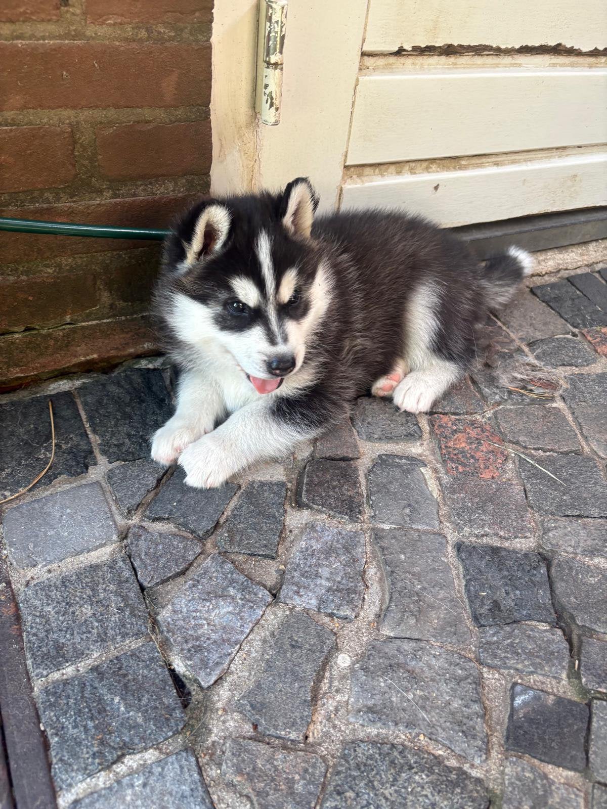 Siberische husky pup blue, Parvo, 8 tot 15 weken, Meerdere, Nederland