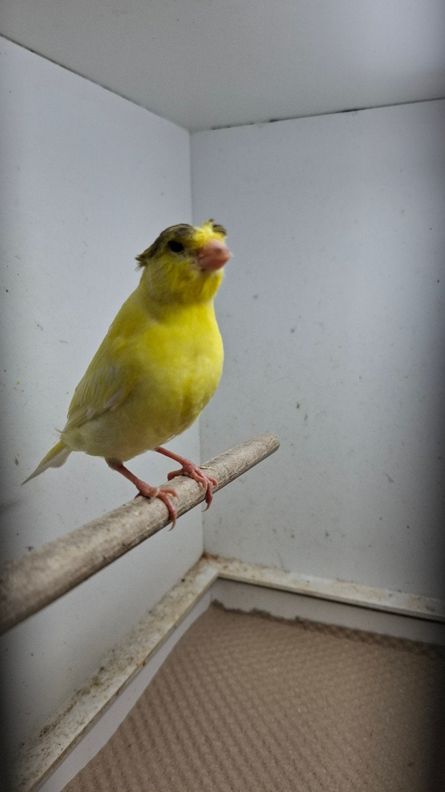 Kanarie man., Dieren en Toebehoren, Vogels | Kanaries, Mannelijk, Kleurkanarie