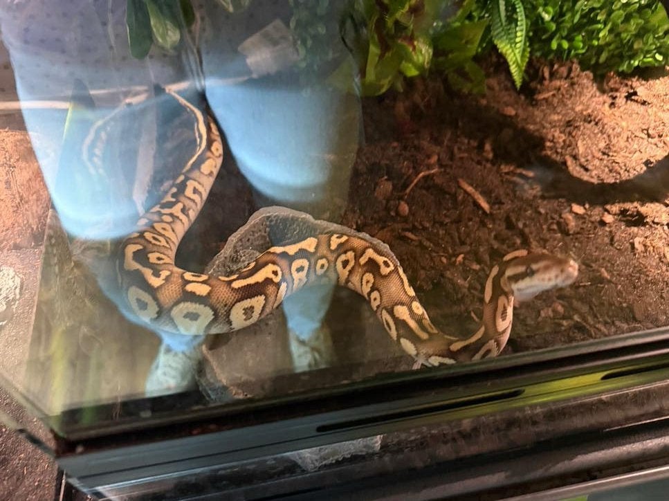 Python Regius - koningspython, Slang, 0 tot 2 jaar