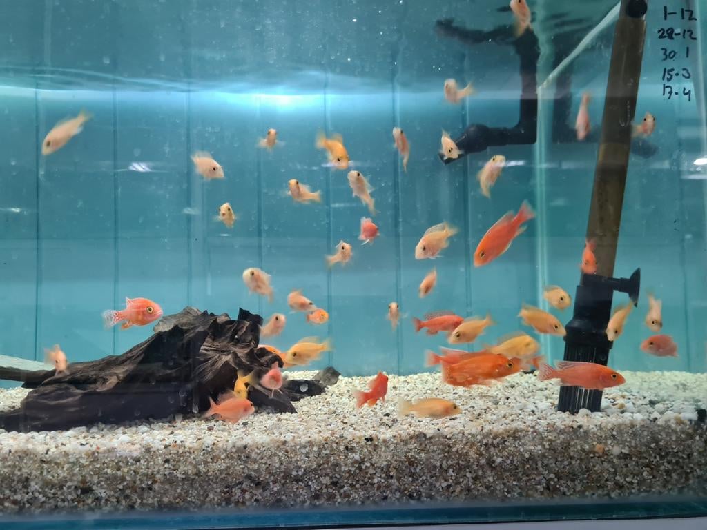 Aulonocara Dragon Blood Malawi Cichliden, Dieren en Toebehoren, Vissen | Aquariumvissen, Vis, Zoetwatervis