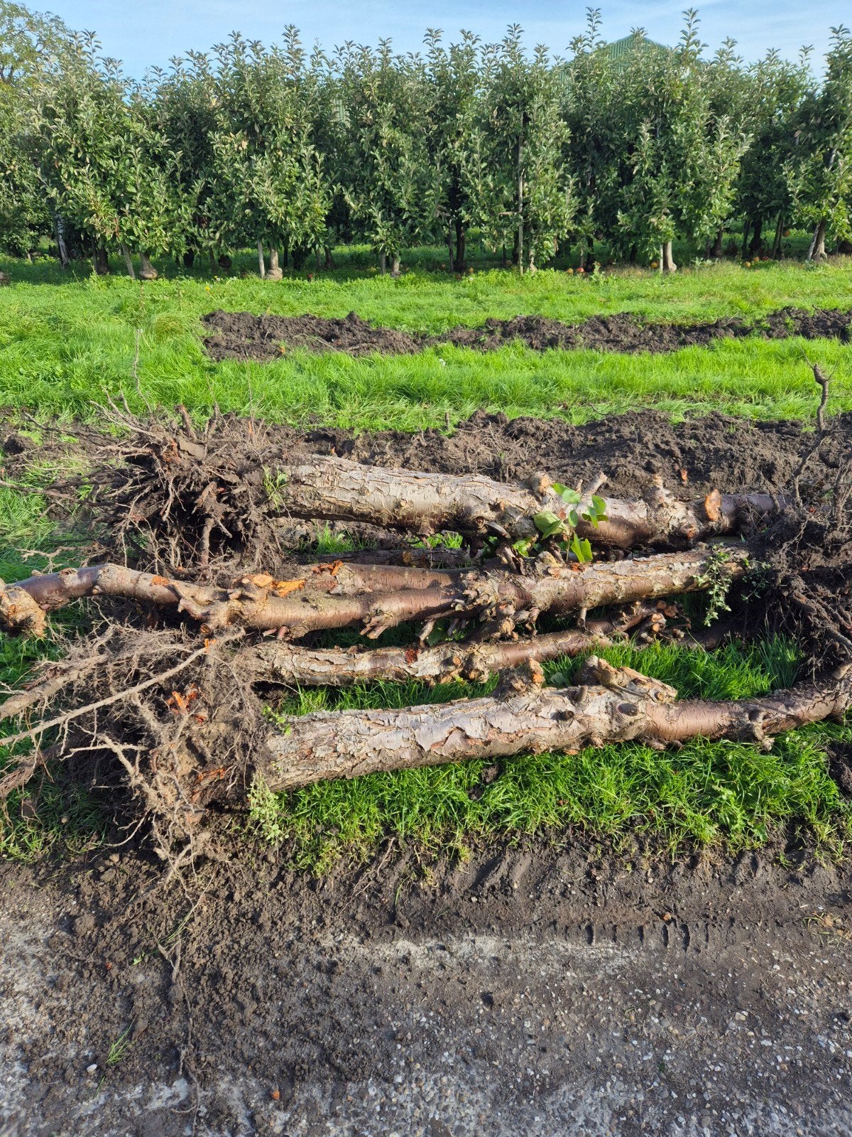 Ongeveer 200 stuks gerooide pruimenboom stammen met wortels, Tuin en Terras, 6 m³ of meer, Ophalen, Overige houtsoorten, Stammen